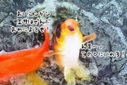 ジャイアンな鯉がいた！仲間を押しのけ、餌を独り占めしようと大暴れ