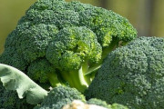 ブロッコリー「栄養あります、どんな調理法でも行けます」←こいつが天下獲れない理由