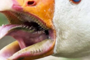 【画像】アヒルの口の中怖すぎワロタ