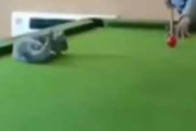 子ネコが「ボール」を狙っていた。男がボールをつく！ → 子猫ビリヤードはこうなります…