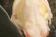 実家帰ったらアルビノのアマガエル母親が飼ってた（※画像あり）