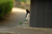 【ねこ画像】潜むねこ、ねこつり ほか