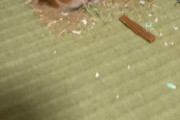 【悲報】ハムスターさん、畳を掘ってしまう