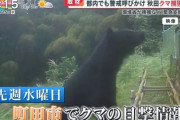 【緊急】東京都、クマ出没