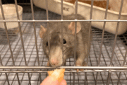 【画像】ワイの捕まえたドブネズミ、見事に成長する