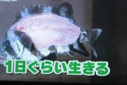 【観覧注意】お寿司屋さん、お魚さん相手なら何をしてもいいと思っている【画像】