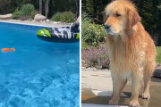 これ以上プールに入りたくないゴールデンレトリバーの反応が面白い