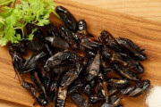 【昆虫食】コオロギ界の大トロ！？ 「広島こおろぎ」使用したプレミアムな昆虫食が発売！