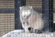 【動画】マムルネコ（いや…雪降りすぎやろ…）