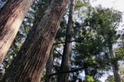 【悲報】大昔に杉を大量に植えたやつｗｗｗｗｗｗｗｗｗｗｗｗｗｗｗｗｗ
