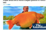 【フランス】30キロの巨大金魚が湖で釣り上げられる
