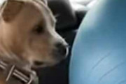 車の後部座席にイヌが乗っていた。隣にはバランスボールが置いてある → 犬はこうなった…