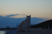 【ねこ画像】海の近くの猫さんたち。【再】