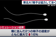 【協力受精】精子レース、勘違いしてた