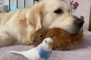 ちょっと罪悪感を抱きながらもウサギを枕にするワンコ 海外の反応