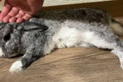 うさぎをなでるのは難しいんです　部位ごとの「お触り一覧表」に35万いいね