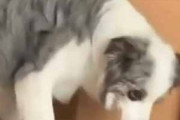 【ネコ】 犬が箱の前でくつろいだ。お前を見ているぞ！ → 監視中の猫はこちらです…