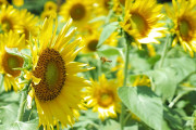 【画像】いい天気だからひまわり畑で写真撮った