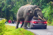 【象】ゾウが通りがかりの車にのしかかる
