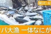 【朗報】サバ、スルメイカ、大漁