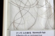 国立博物館でマンモスのチン毛買ってきたよ（※画像あり）