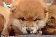 海外「柴犬の赤ちゃんはこの世で一番可愛い！」子犬の柴犬のお昼寝姿が可愛すぎる（海外の反応）