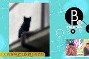 【乃木坂46】大園を見てくる猫ｗｗｗｗｗｗｗｗｗｗ
