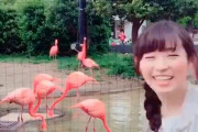 まいんちゃんこと福原遥さんフラミンゴだったｗｗｗｗ