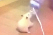 セルフでライブか？ハムスターがペットボトルをふりふりする姿に海外掲示板が大喜び