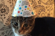 【ねこ科画像】誕生日ねこ、スケボーねこ、いたずら紙コップ ほか【再】