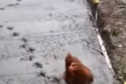 【動画】舗装したての歩道をニワトリが歩き回って台無しに→さらにおじさんが追いかけてめちゃくちゃにｗｗｗｗｗｗｗ