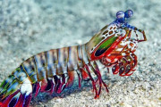 【衝撃】シャコ、自らの拳を「ナノ粒子」をまとって保護していたと判明…金属やセラミックといった大半の人工材料をはるかに凌ぐ構造