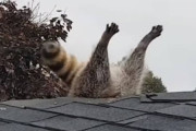 【悲報】アライグマ、屋根に刺さるｗｗｗｗｗｗｗｗｗｗｗｗｗ