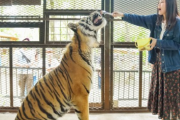 【朗報】動物園、経営が苦境になり、ライオンが傷を付けたジーンズやカワウソの手形を返礼品に