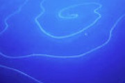 【動画】 神秘・・ 全長120メートルの「巨大なヒモ」のような生物が発見され世界に衝撃　世界最長の生物である可能性