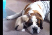 子ネコがでっかい犬にちょっかいを出しまくる。くつろぐ犬はちょっと迷惑そうだ → 結果… 【セントバーナード】