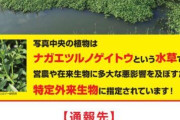 【ナガエツルノゲイトウ】「地球上最悪の侵略的植物」じわじわ拡大、３１都府県で確認…「半端ではない」繁殖力で稲収穫できず