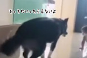 赤ちゃんが階段から落ちないよう、見守りつつガードをするやさしい犬