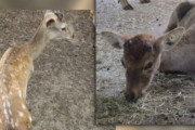 奈良のシカ保護施設に虐待疑惑浮上…獣医師「必要最低限の餌を与えず、毎年50頭を死に至らしめている」