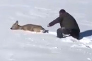 やさしい世界。雪に埋もれて身動きがとれない鹿に道をつくってあげた男性