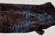 【衝撃】駿河湾で新種深海魚発見！　「ヨコヅナイワシ」と命名