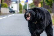 【悲報】クマサン、また外飼いの犬を襲う！犬小屋ごと引きずり逃亡ｗｗｗｗｗｗ