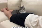 炎上気味のもちまる日記さん、最新動画で猫にとんでもないことをしてしまう・・・