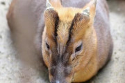 【クマもキョンも殺すな】「動物園をつくればいい」役所に鳴り響く「かわいそう」の声…それでも「ローストにして食べるとおいしい」と千葉県
