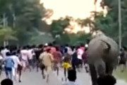 海外「野生の象を威嚇して襲われるインド人達」