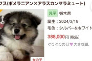 「虐待だろ」“体重差がありすぎる”犬の交配を行ったペットショップが炎上