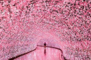 日本に存在する、この桜の花びらのトンネルが幻想的過ぎるんだが　海外の反応