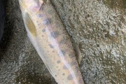 馬鹿だから山で魚とか山菜採ってご飯のオカズにしてるｗｗｗｗｗｗｗｗｗ