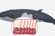 クジラの刺身食べたんやがラーメン二郎なんて霞むレベルの油っこさや