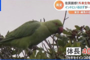 【朗報】カラスの天下、終わった模様ｗｗｗｗｗｗｗｗｗｗｗ